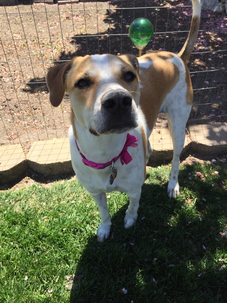 Canna, an American Pit Bull Terrier and Australian Cattle Dog mix tested with EmbarkVet.com