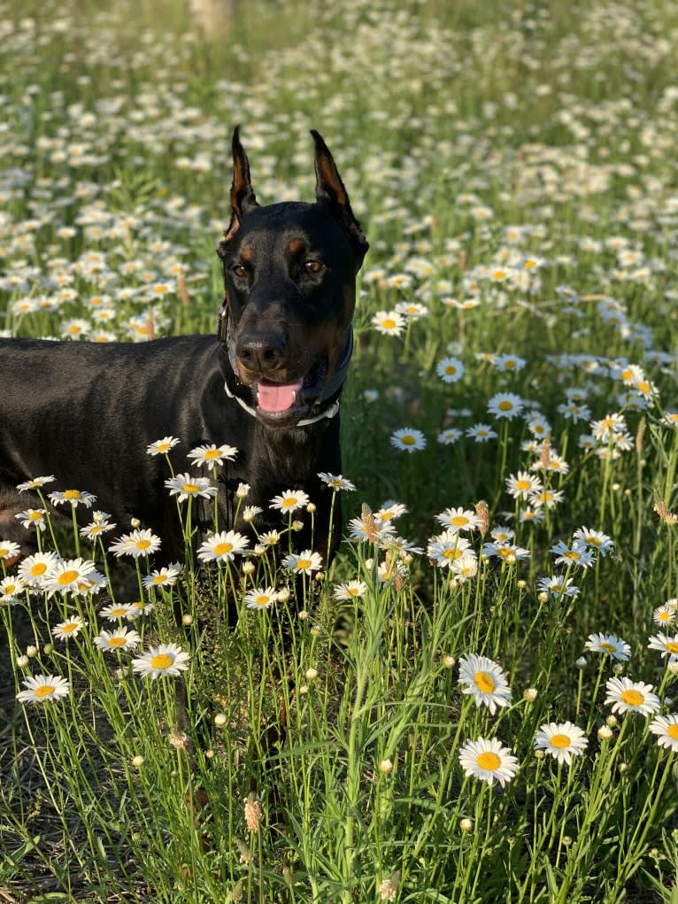 South Paw’s Nhaga, a Doberman Pinscher tested with EmbarkVet.com