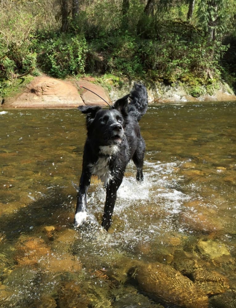 Ryder, an Australian Cattle Dog and Labrador Retriever mix tested with EmbarkVet.com