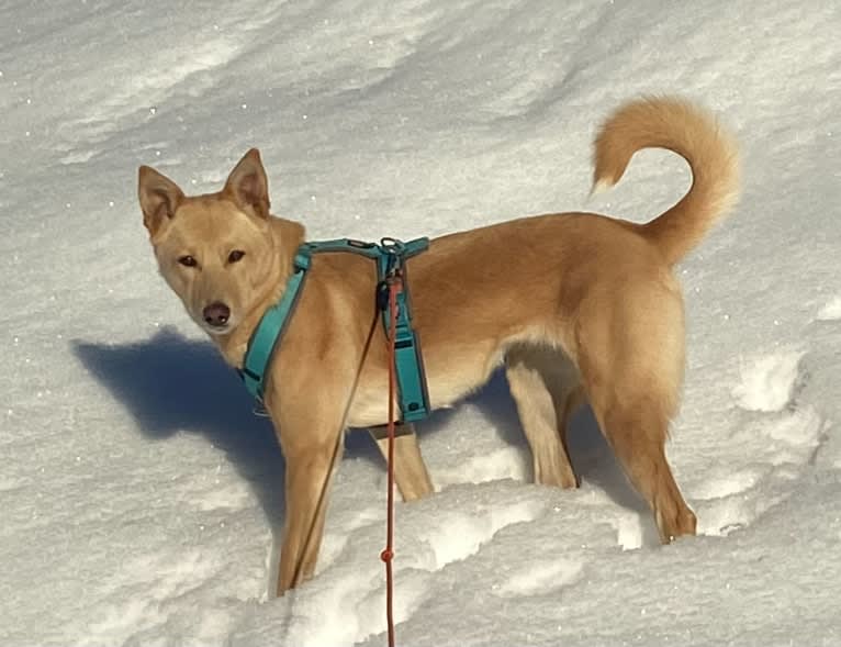 Apricot, a Canaan Dog tested with EmbarkVet.com