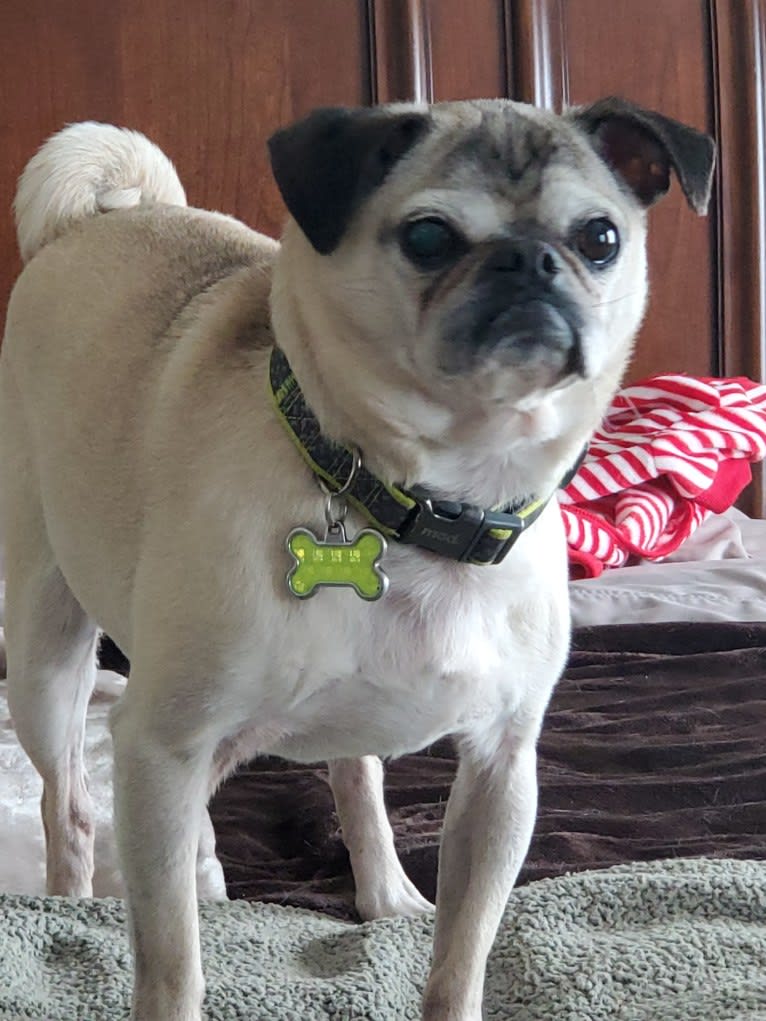 Pugsley, a Pug tested with EmbarkVet.com