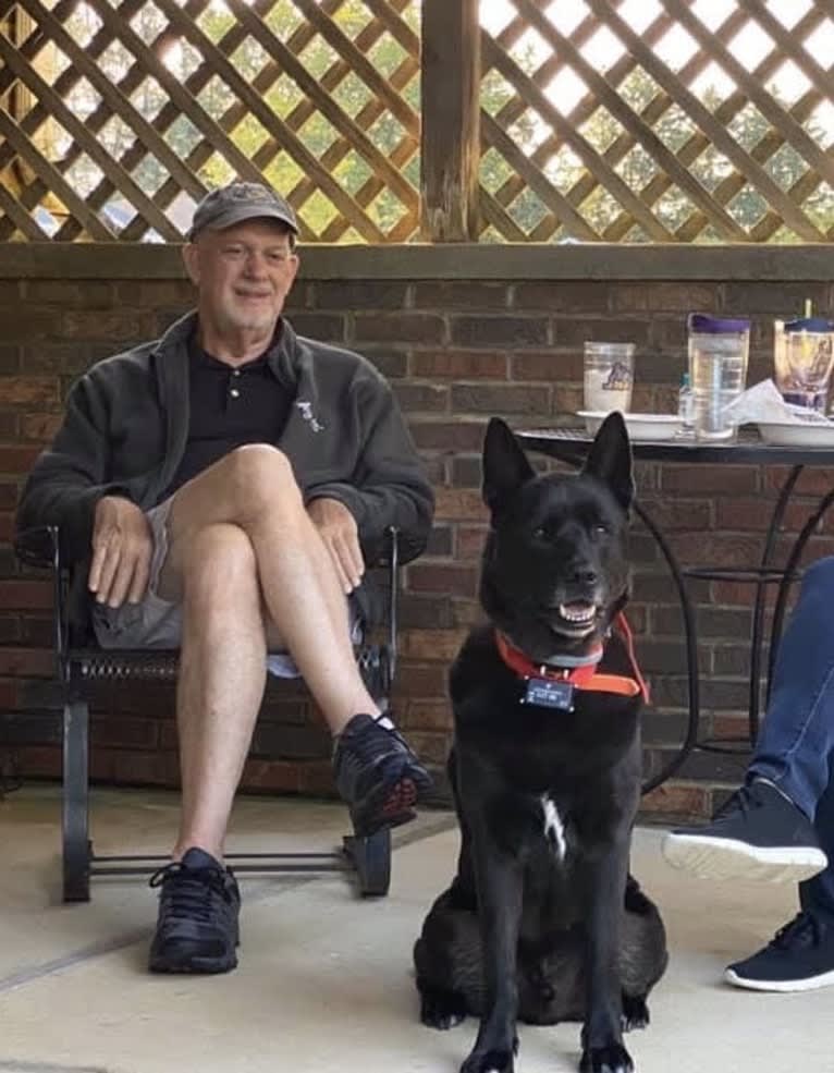 Amos, a Norwegian Elkhound and American Pit Bull Terrier mix tested with EmbarkVet.com