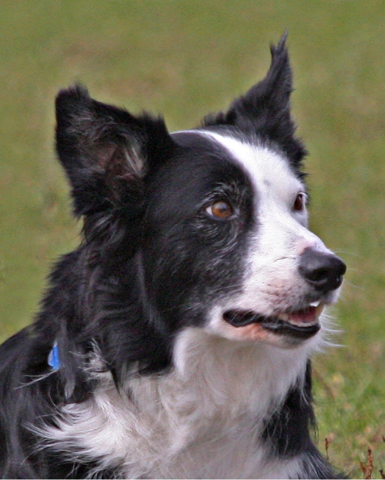 Ripper, a Border Collie tested with EmbarkVet.com