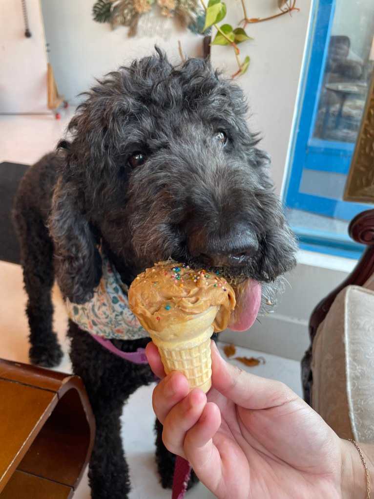 Sasha, a Poodle (Standard) tested with EmbarkVet.com