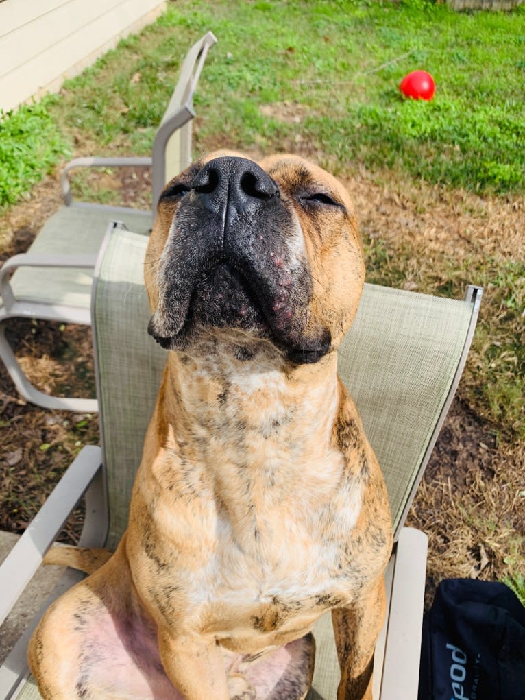 Mikey, an American Bulldog tested with EmbarkVet.com