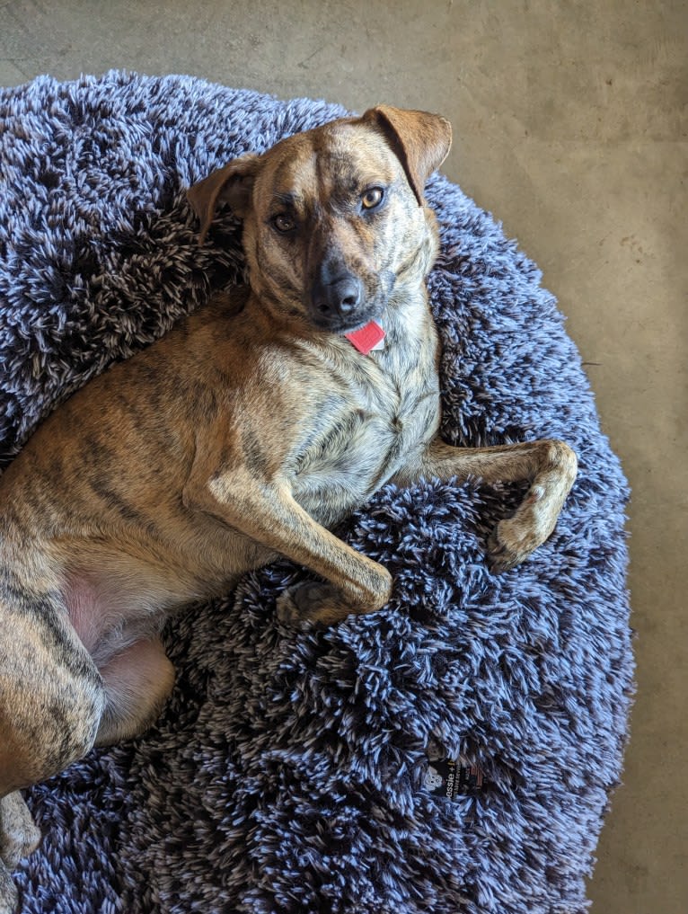 Josie, a Redbone Coonhound and American Pit Bull Terrier mix tested with EmbarkVet.com