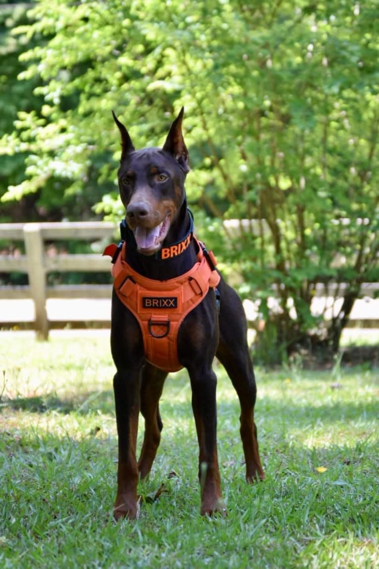 Tanner’s Forged in Fire “Brixx”, a Doberman Pinscher tested with EmbarkVet.com