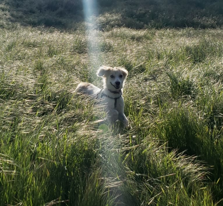 Pie, a Treeing Walker Coonhound and Great Pyrenees mix tested with EmbarkVet.com