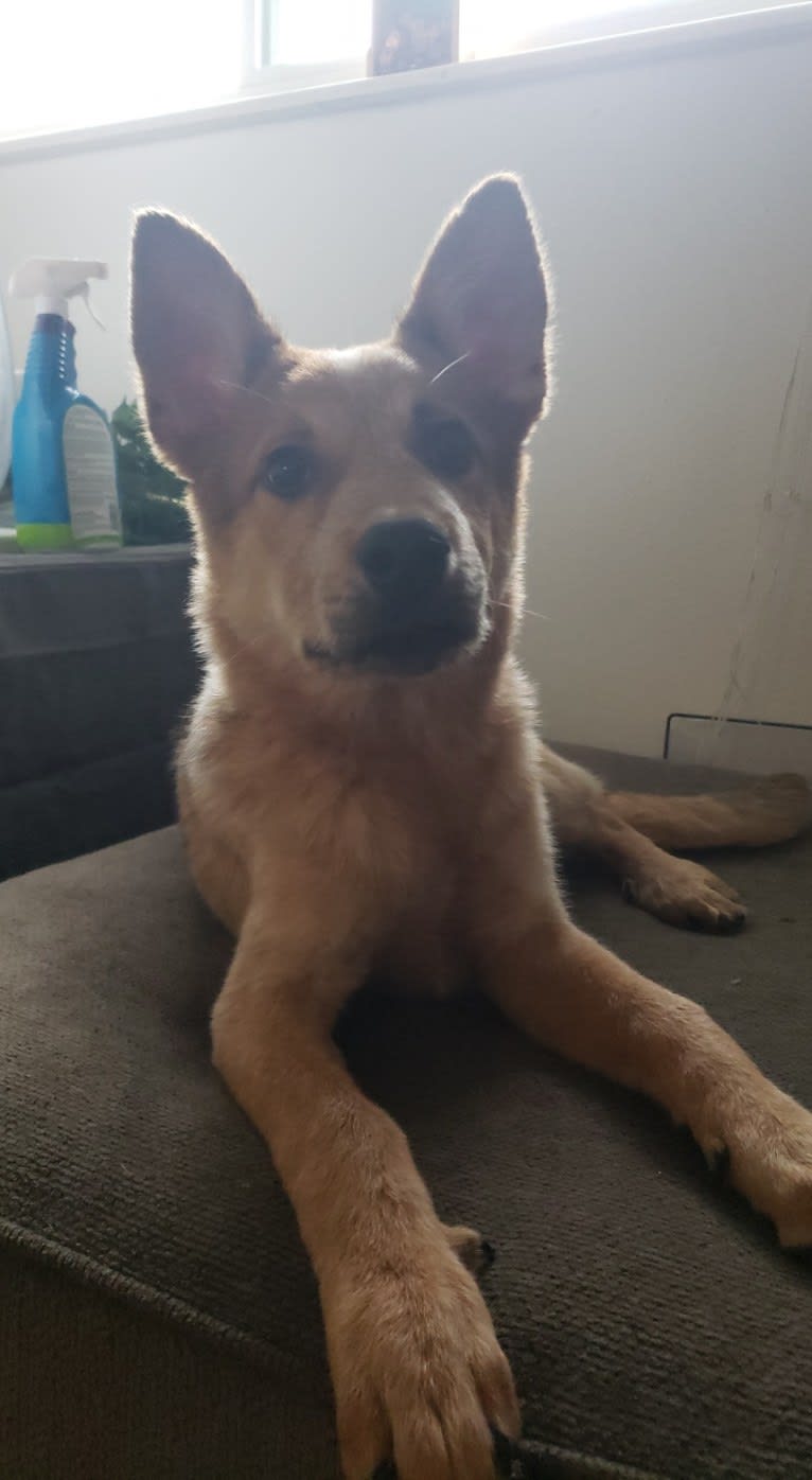 Brutus, an Australian Cattle Dog and Great Pyrenees mix tested with EmbarkVet.com