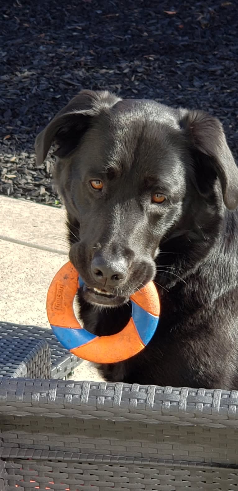 Luna, a Labrador Retriever and American Pit Bull Terrier mix tested with EmbarkVet.com
