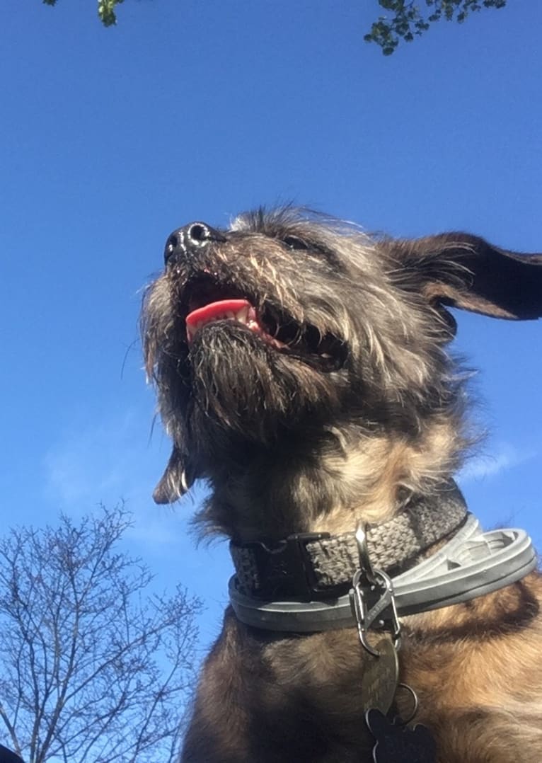 Bucky, a Lhasa Apso and Rat Terrier mix tested with EmbarkVet.com