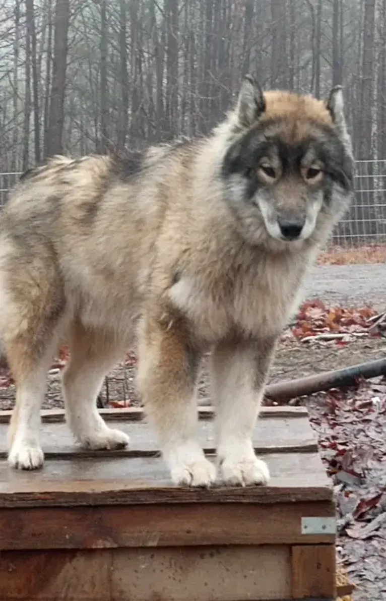 Wolf, a Siberian Husky tested with EmbarkVet.com