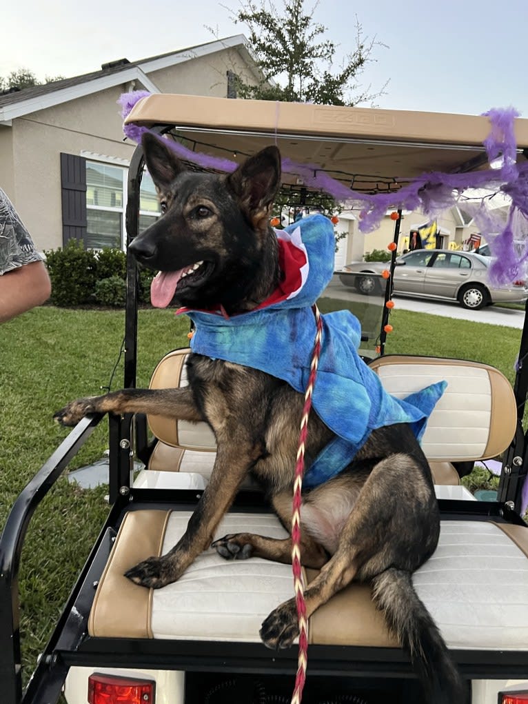 Nova, a German Shepherd Dog tested with EmbarkVet.com