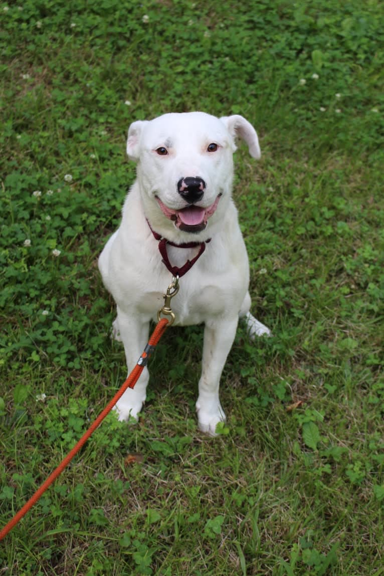 Winnie, an American Pit Bull Terrier and American Staffordshire Terrier mix tested with EmbarkVet.com