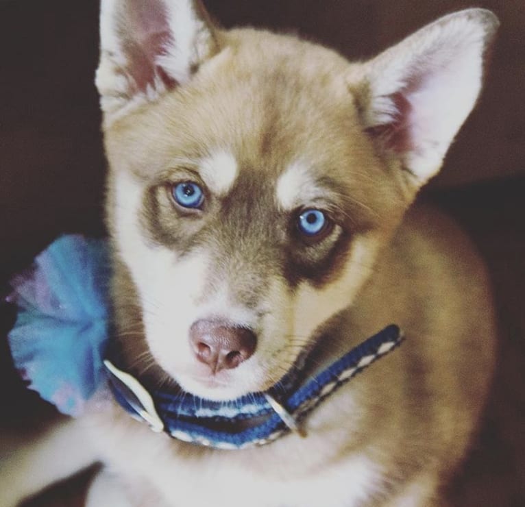 Asha, a Siberian Husky and German Shepherd Dog mix tested with EmbarkVet.com