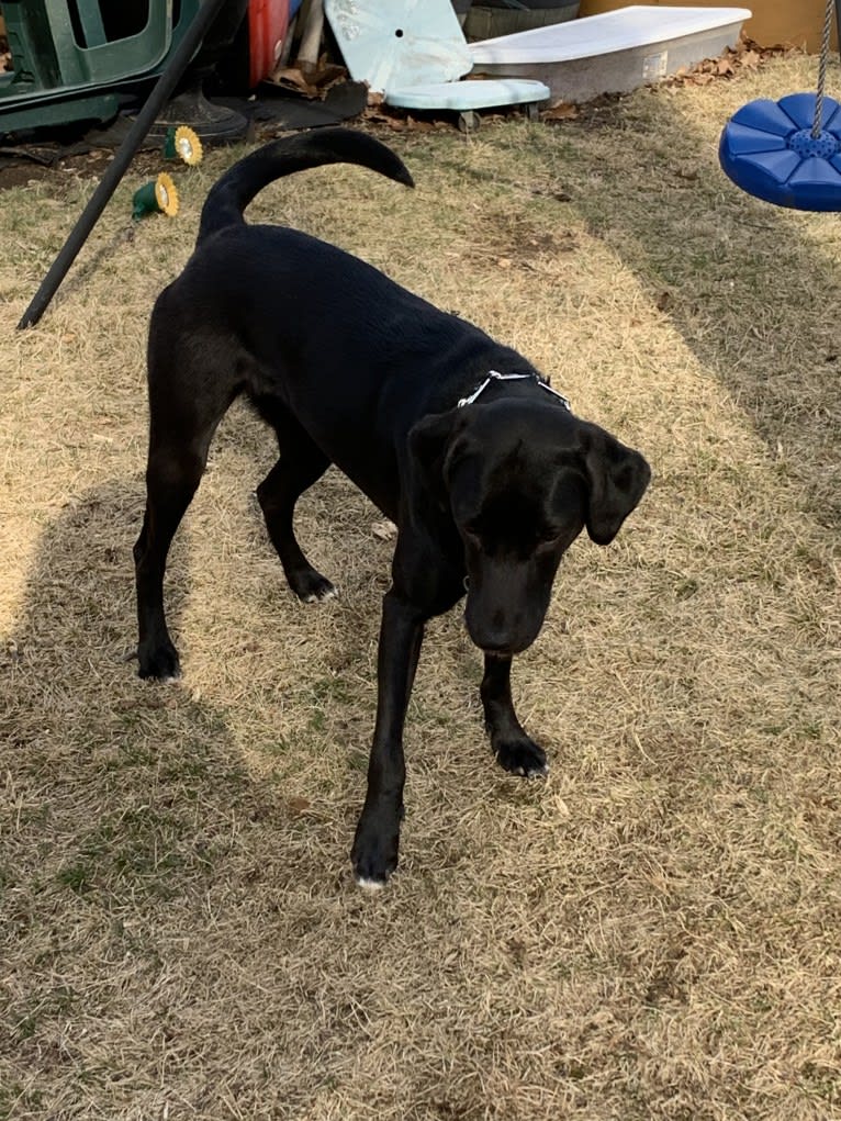 Suki, a Golden Retriever and Labrador Retriever mix tested with EmbarkVet.com