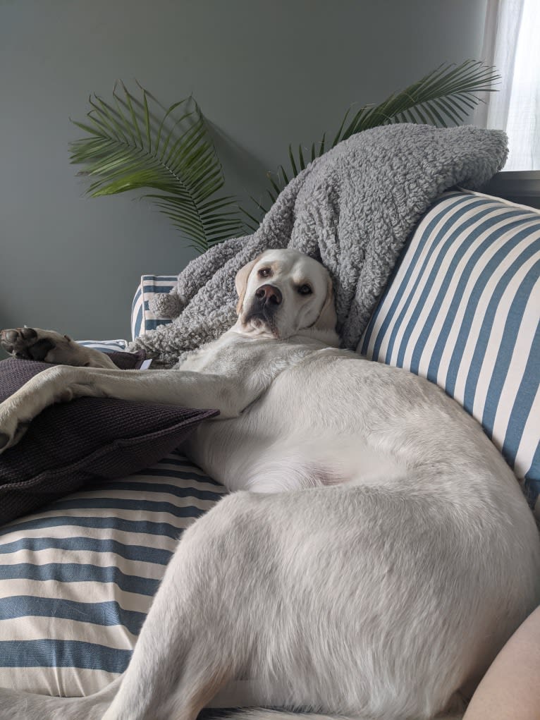 Jack Frost, a Great Pyrenees and Labrador Retriever mix tested with EmbarkVet.com