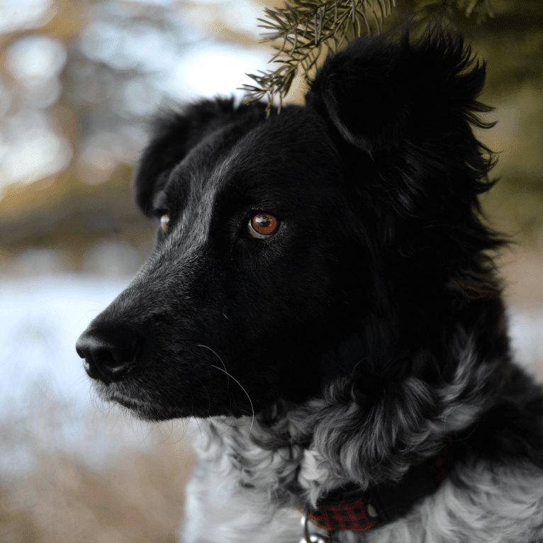 Hermes, an Australian Cattle Dog and Maremma Sheepdog mix tested with EmbarkVet.com