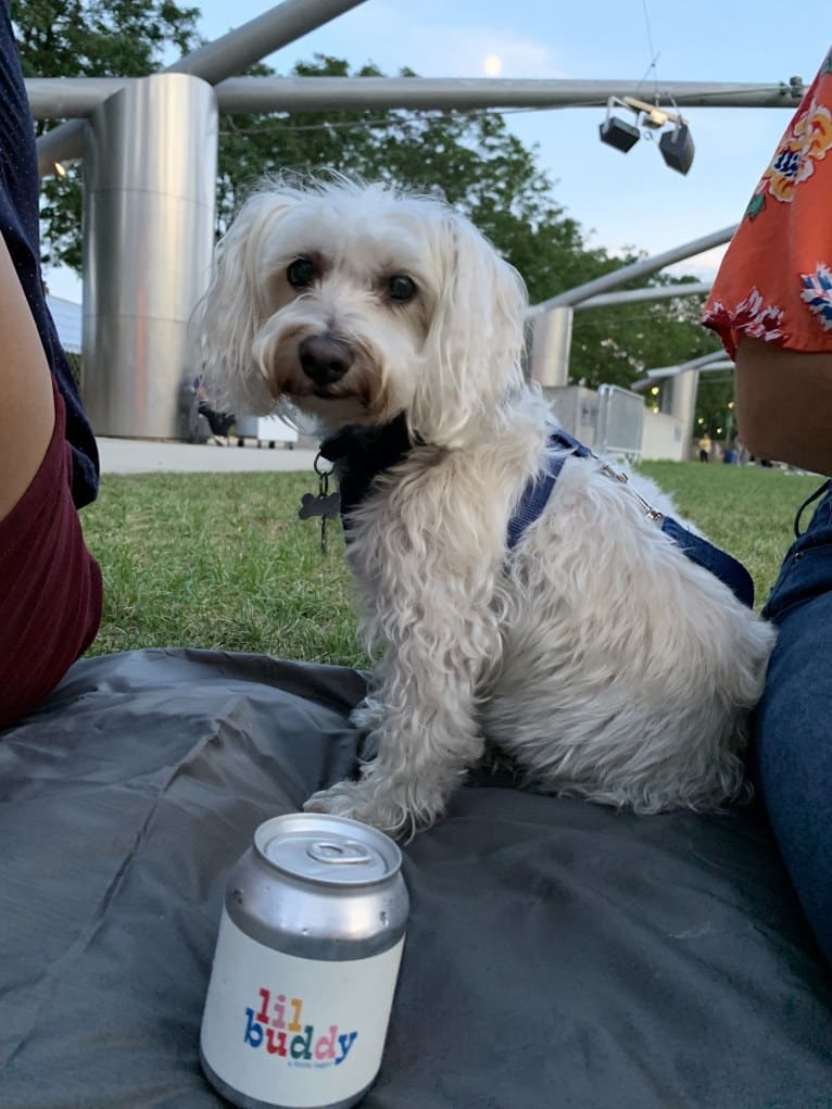 Buddy, a Bichon Frise and Miniature Schnauzer mix tested with EmbarkVet.com