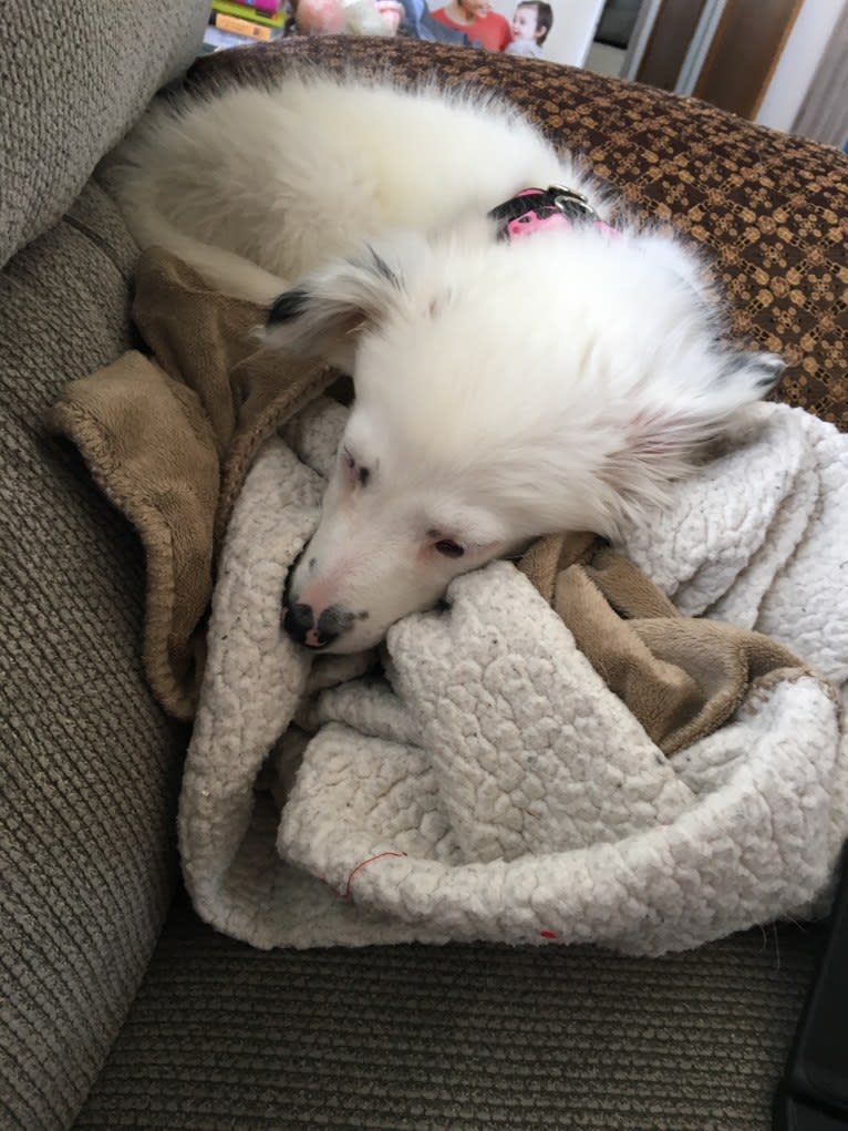 Josie, an English Shepherd and Australian Cattle Dog mix tested with EmbarkVet.com