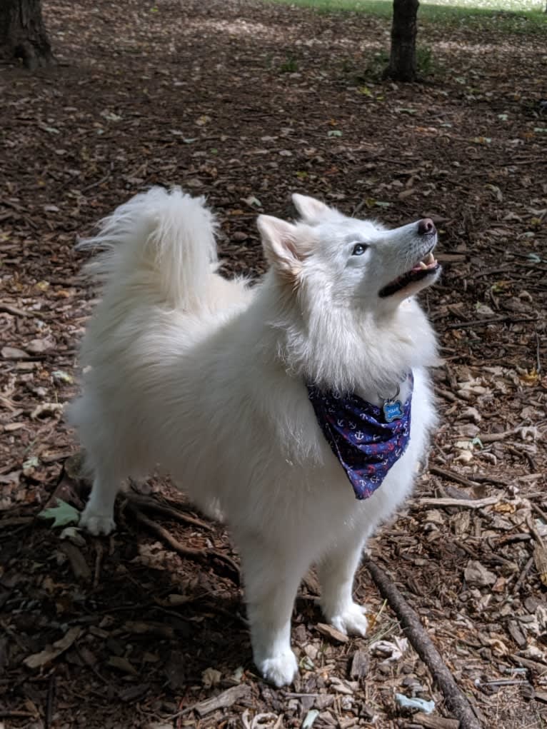 Polar, a Samoyed and Norwegian Elkhound mix tested with EmbarkVet.com