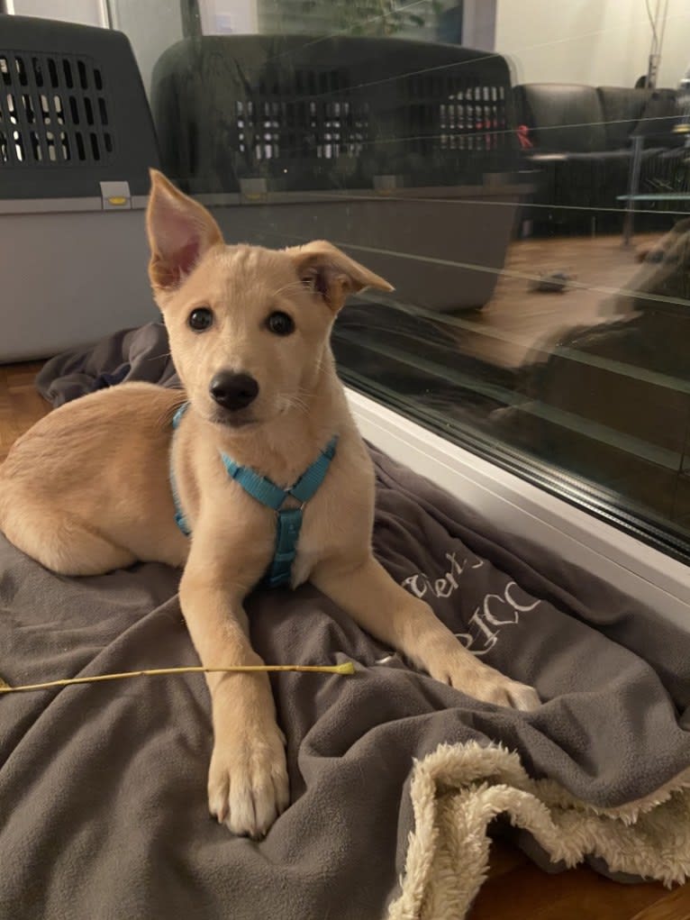 Photo of Apricot, a Canaan Dog  in 76133 Karlsruhe, Deutschland