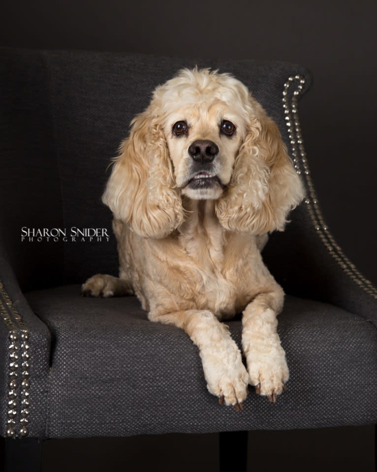 Joey, a Cocker Spaniel tested with EmbarkVet.com