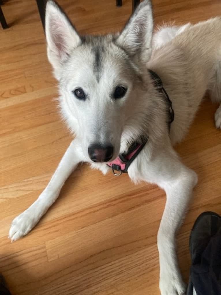 Nova, a Siberian Husky and Belgian Sheepdog mix tested with EmbarkVet.com