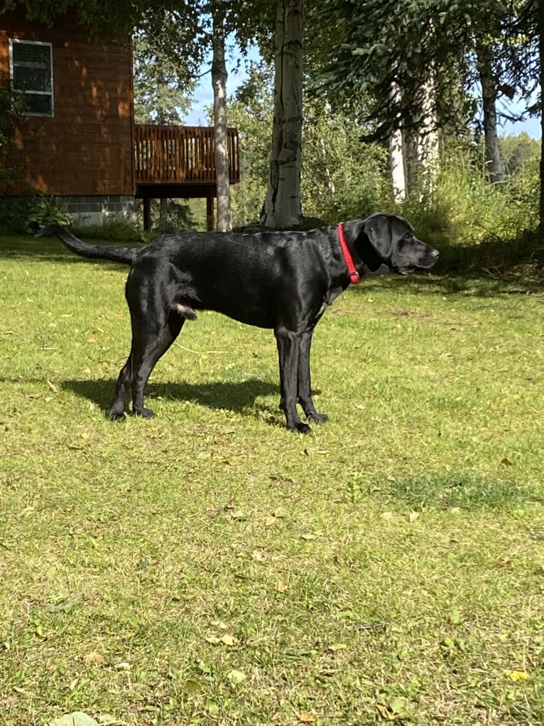 Trump, a German Shorthaired Pointer and Maremma Sheepdog mix tested with EmbarkVet.com