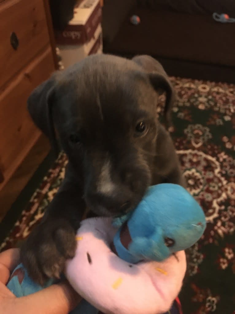 Puddin’ Pup, an American Pit Bull Terrier and Bluetick Coonhound mix tested with EmbarkVet.com