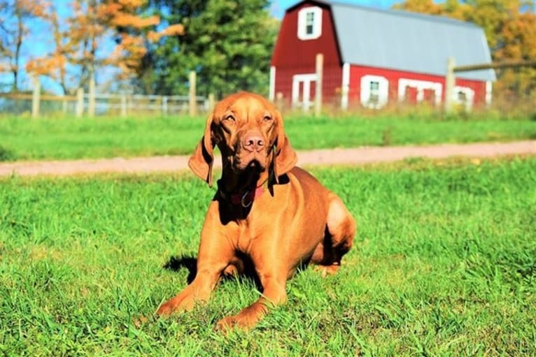 Deacon, a Vizsla tested with EmbarkVet.com