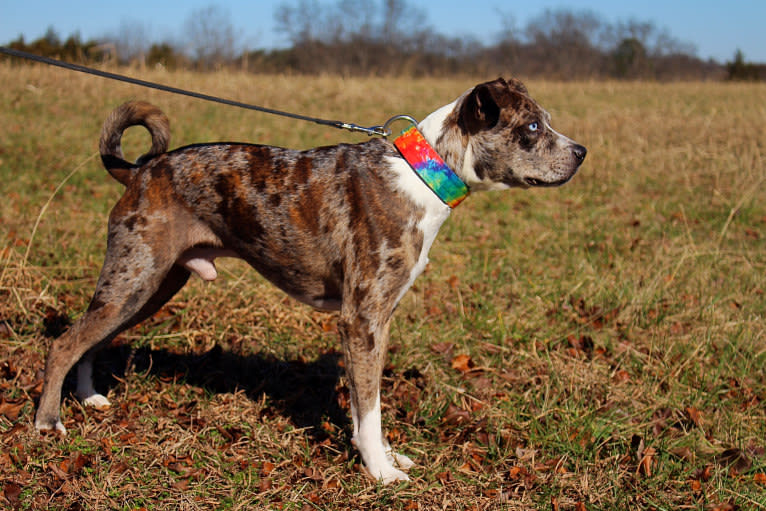 Hammer, a Boston Terrier and Australian Cattle Dog mix tested with EmbarkVet.com