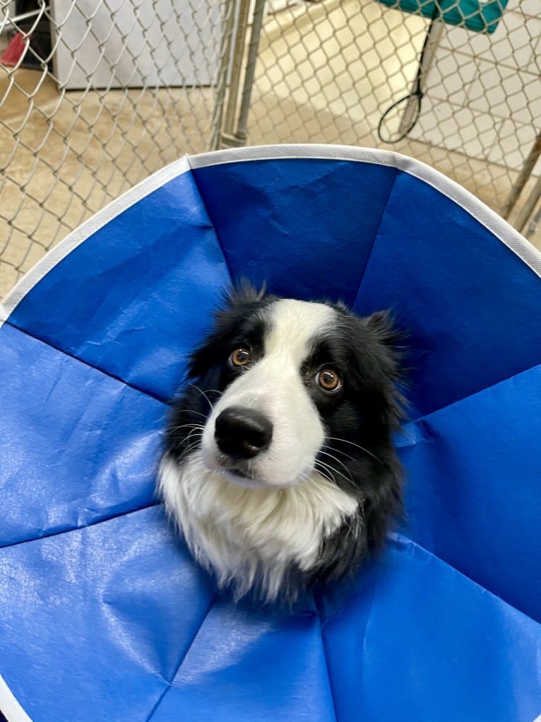 Angel, a Border Collie tested with EmbarkVet.com