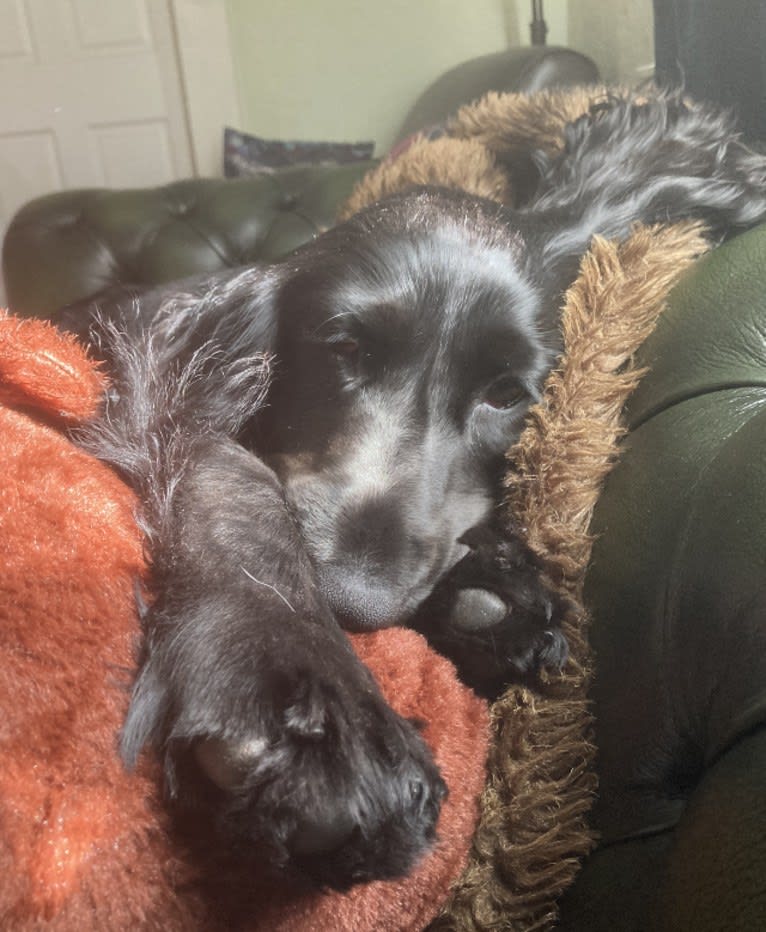 Bramble, a Field Spaniel tested with EmbarkVet.com