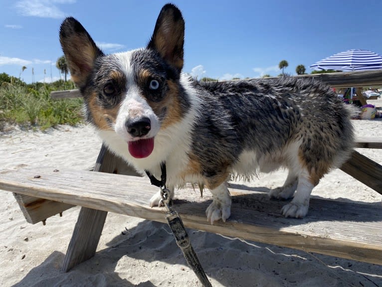 Castiel, a Pembroke Welsh Corgi and Cardigan Welsh Corgi mix tested with EmbarkVet.com