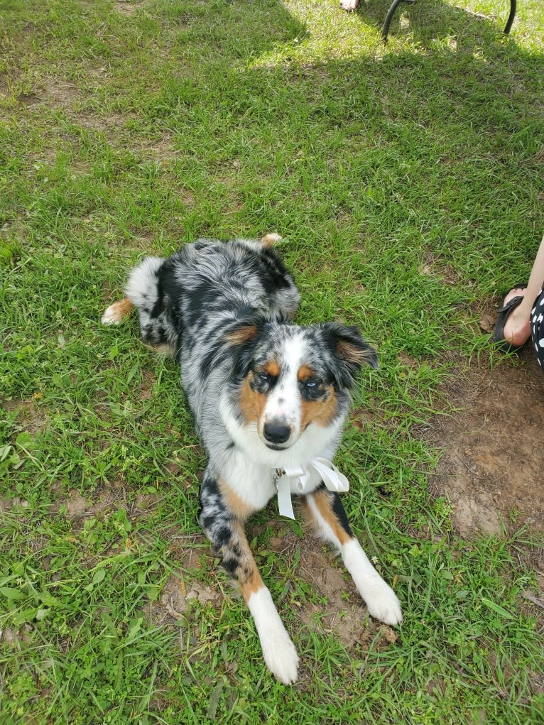 Ellie Einstein Cow Creek Aussies, an Australian Shepherd tested with EmbarkVet.com