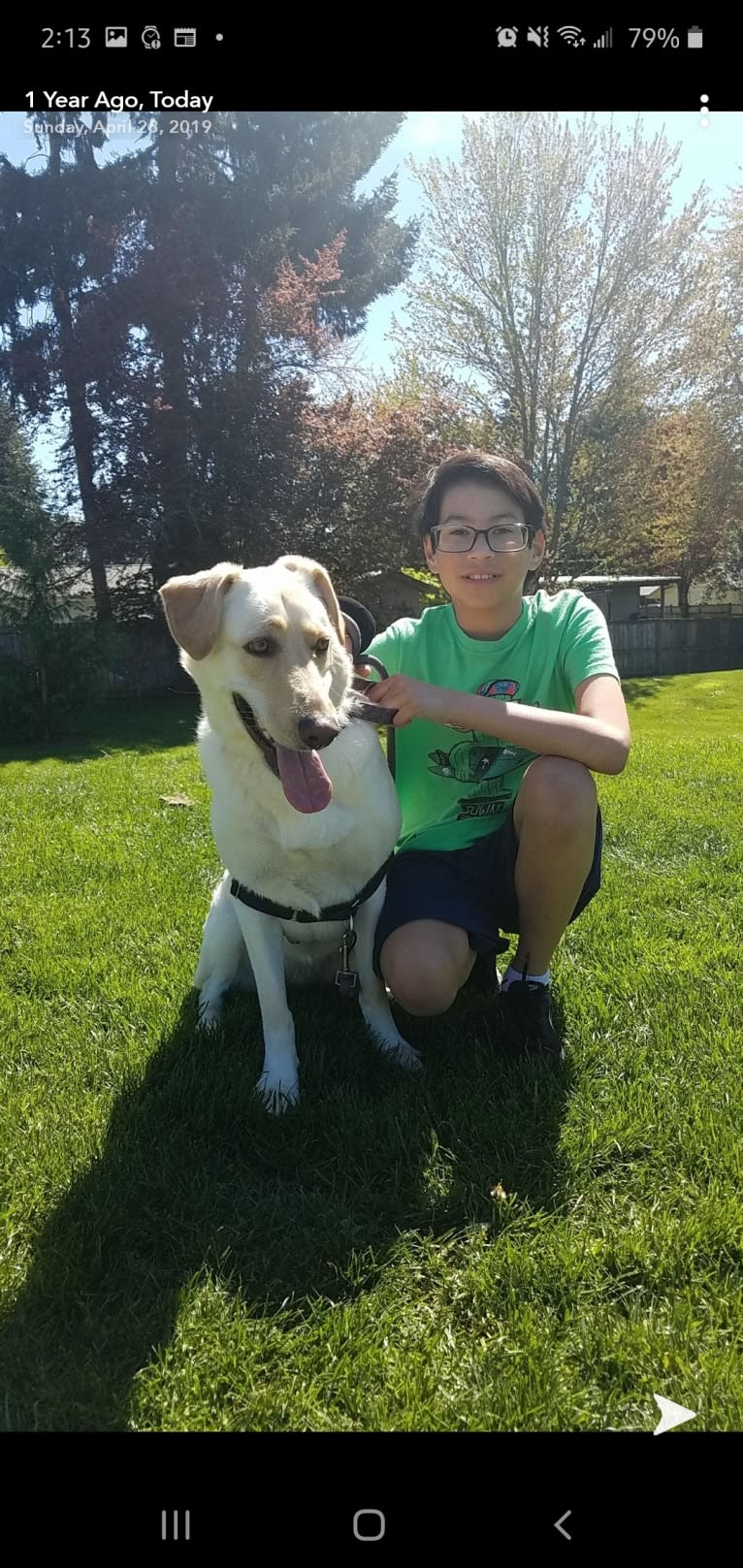 Bella, a German Shepherd Dog and Labrador Retriever mix tested with EmbarkVet.com