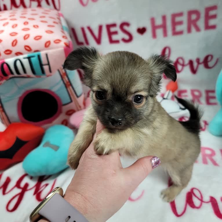 Drexel, a Chihuahua tested with EmbarkVet.com