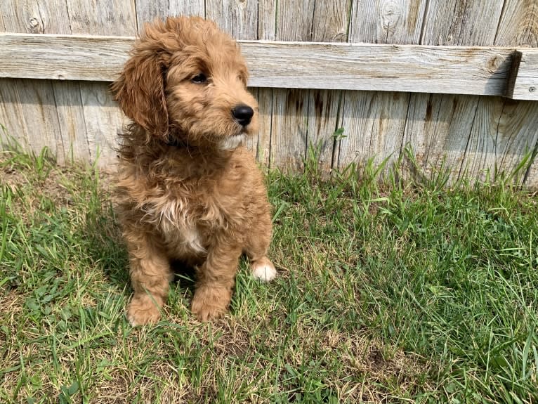 Black Collar, a Goldendoodle tested with EmbarkVet.com