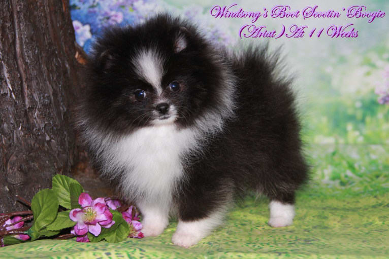 Ariat, a Pomeranian tested with EmbarkVet.com