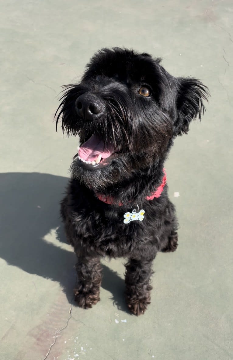 Taleeta, a Miniature Schnauzer and Weimaraner mix tested with EmbarkVet.com