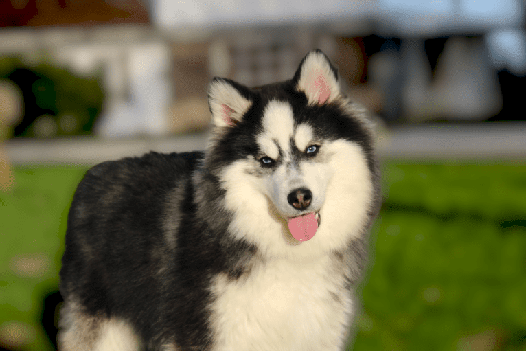 Sauer, a Pomsky tested with EmbarkVet.com