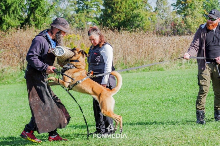 D&C Captain Fizzgig, a Belgian Shepherd tested with EmbarkVet.com