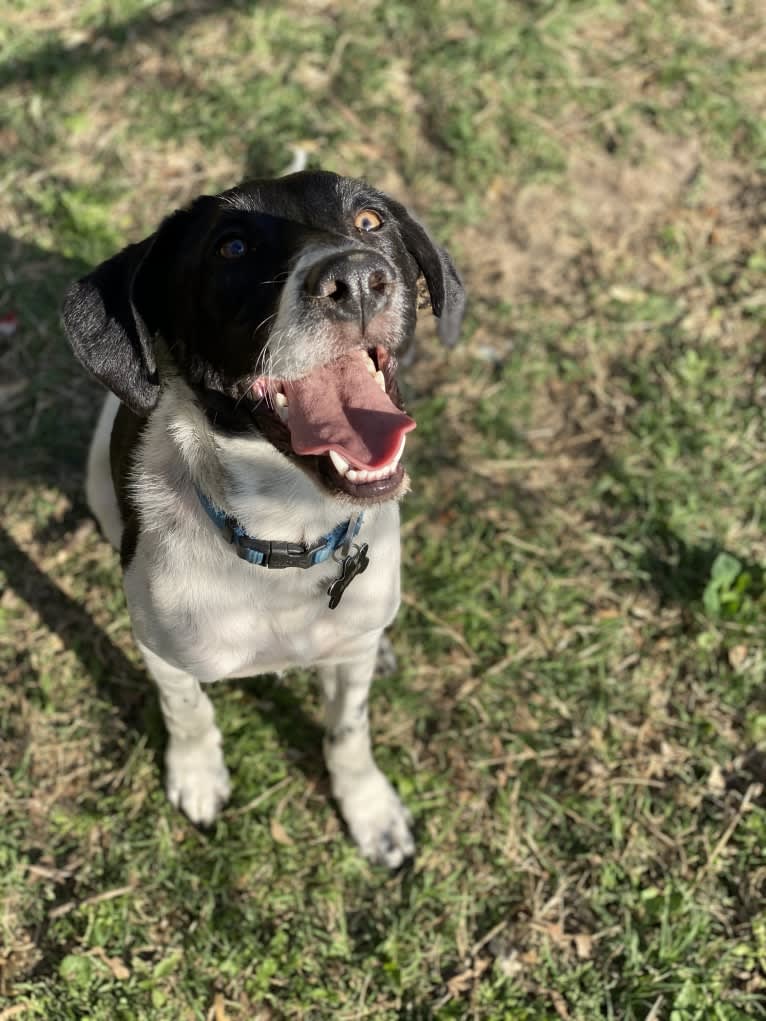 Archie, a Beagle and Australian Cattle Dog mix tested with EmbarkVet.com