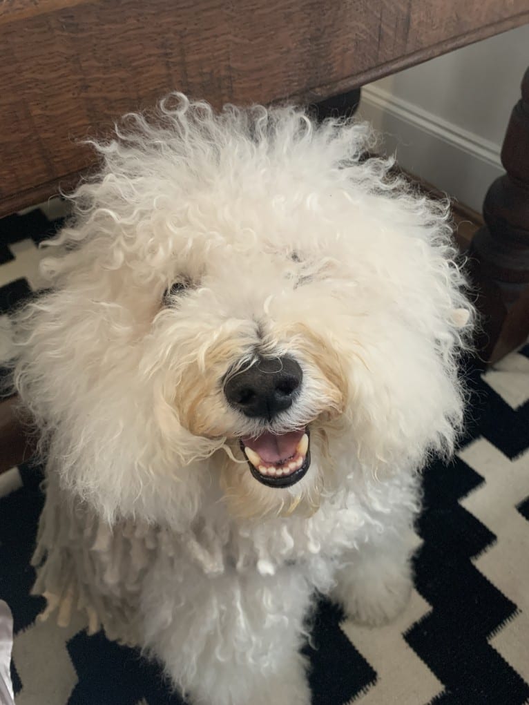 Chase Marley Bradshaw, a Puli tested with EmbarkVet.com