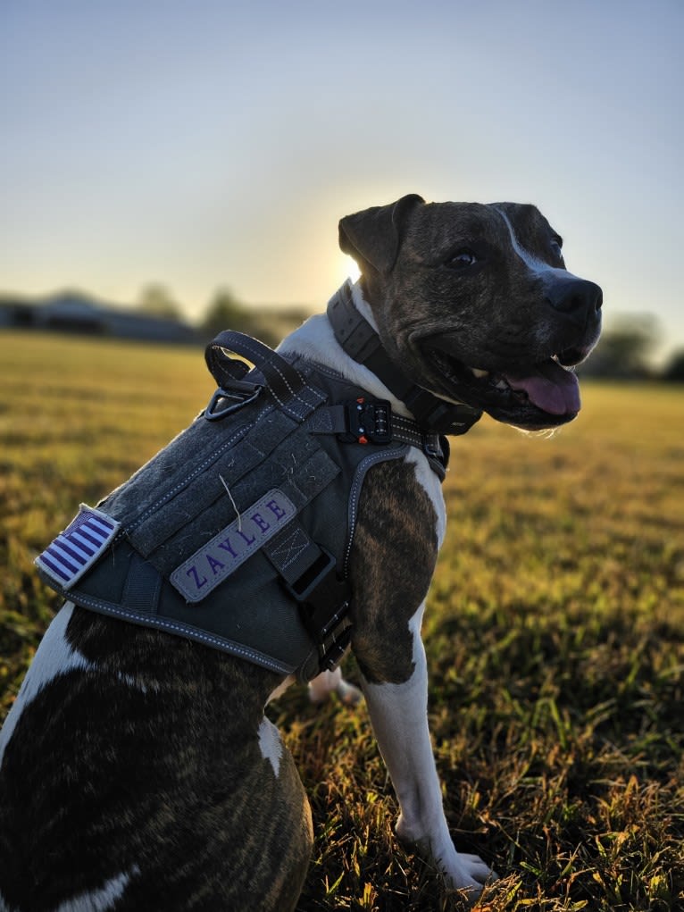 Zaylee, an American Pit Bull Terrier and American Staffordshire Terrier mix tested with EmbarkVet.com