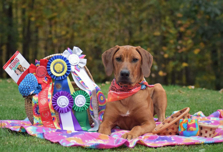 Nuke - HP58054002, a Rhodesian Ridgeback tested with EmbarkVet.com