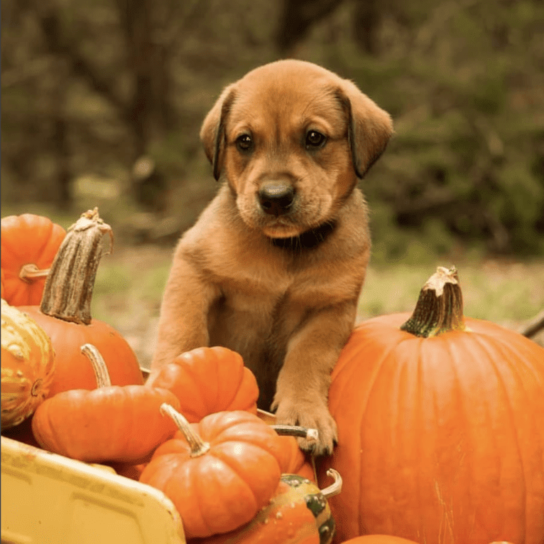 Riggins, a Labrador Retriever and Rottweiler mix tested with EmbarkVet.com