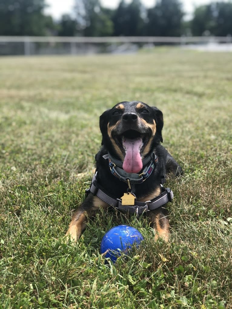 Cody, a Rat Terrier and Cocker Spaniel mix tested with EmbarkVet.com