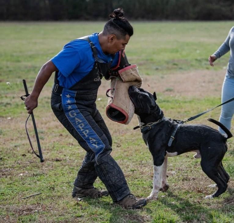 Hex, an American Bully tested with EmbarkVet.com